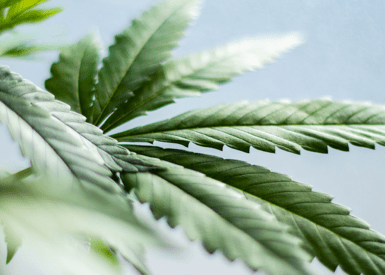 What is Cannabidivarin or CBDV?