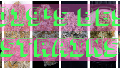 2019's Top 5 Marijuana Strains