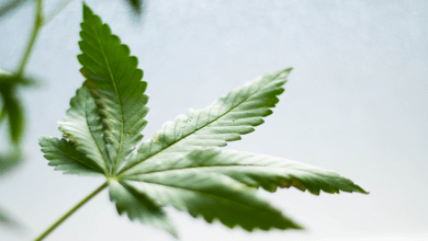 5 Common Myths About CBD