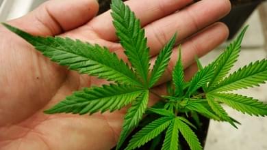 7 incredible health benefits of marijuana