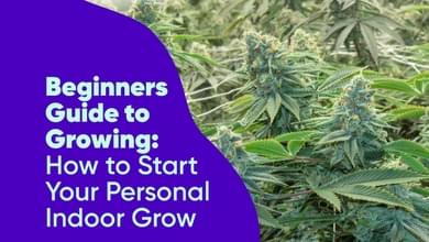 Beginner's Guide to Growing: How to Start Your Personal Indoor Grow