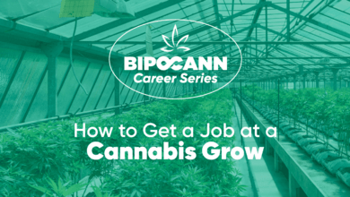 BIPOCANN Career Series: How to Get a Job in Cannabis Growing