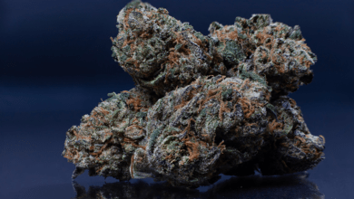 Can You Eat Raw Weed? Effects of Eating Raw Marijuana