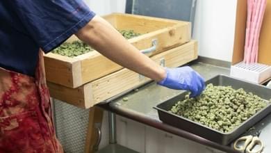 Careers in Cannabis: How to Become a Trimmer