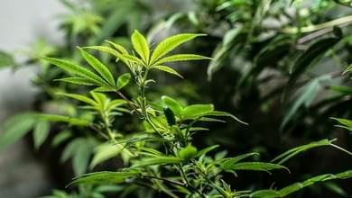 Growing 101: What is Live Soil?