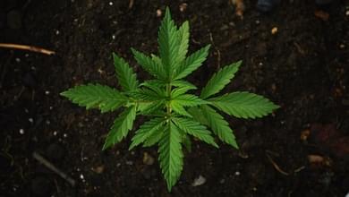 How to get medical marijuana in Maryland, and other FAQs