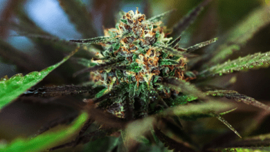 I Like Big Buds -- How to Grow Bigger Cannabis Buds Indoors and Outdoors