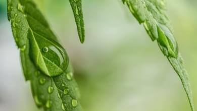 New York medical marijuana patients granted more ways to consume cannabis: tablets, lozenges and ointments