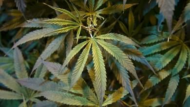 Pa. releases medical marijuana 'roadmap' for entrepreneurs