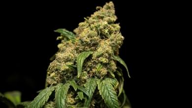 Pheno Hunting Cannabis: How Growers Pick their Strains