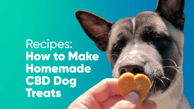 Recipes: How to Make Homemade CBD Dog Treats