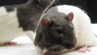 THC Prevents Brain Damage In Rats, Study Shows