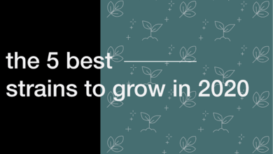 The 5 Best Strains to Grow in 2020