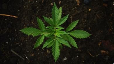 The marijuana industry looks like the fastest-growing job market in the country