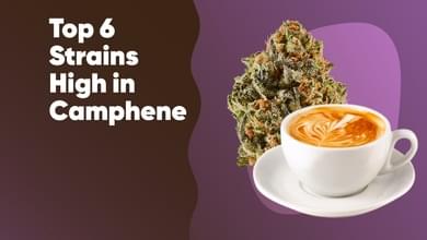 Top 6 Strains High in Camphene