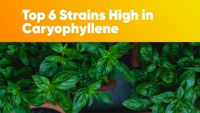 Top 6 Strains High in Caryophyllene