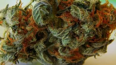 Washington's first drive-thru marijuana dispensary opens in Auburn