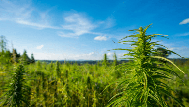 What Are Landrace Marijuana Strains? All You Need to Know