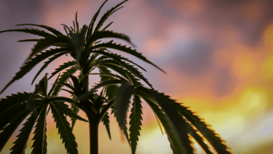 What is THC-O? What are the Effects? Is it Legal?