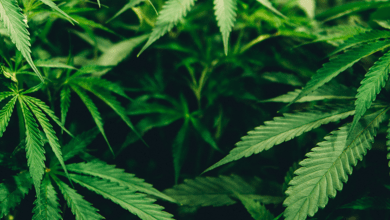 Where to Find Cannabis Social Lounges