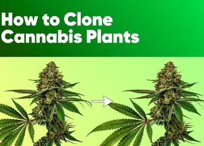 How to Clone Cannabis Plants