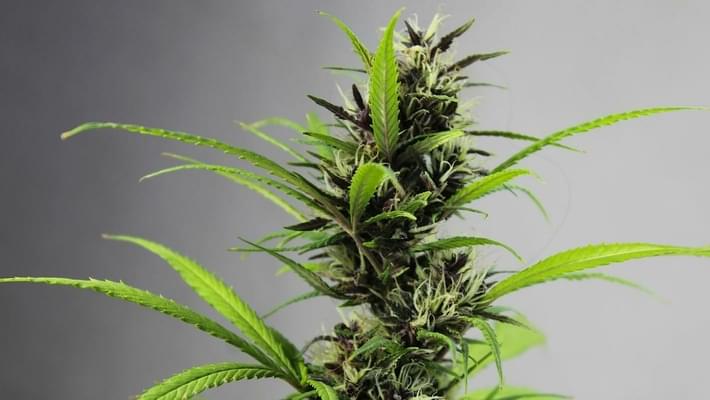 Which Seed Strains are Auto-Flowering?