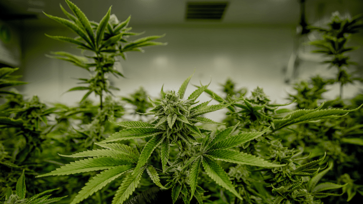 The Anatomy of the Marijuana Plant