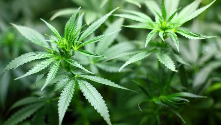 1st medical marijuana dispensary in Berkshire County opens