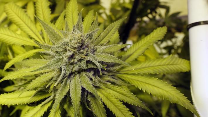 2 recreational marijuana proposals in Minnesota