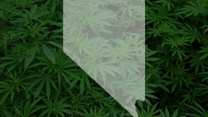 3 months into recreational marijuana sales, Nevada dispensaries experience pot shortage