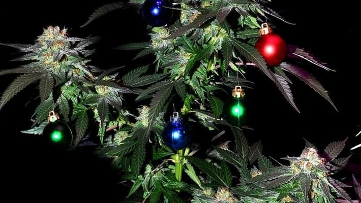 8 States Where It's Legal to Gift Weed for Christmas