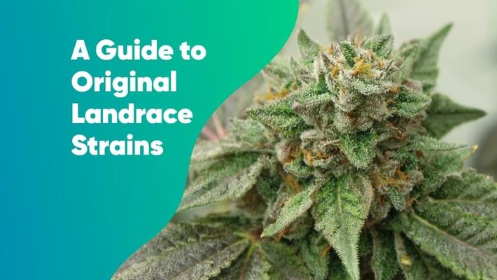 A Guide to the Original Landrace Strains