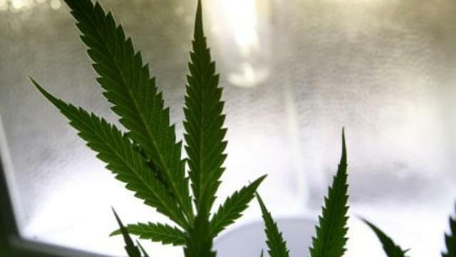 Advent of medical marijuana has Arizona courts at odds