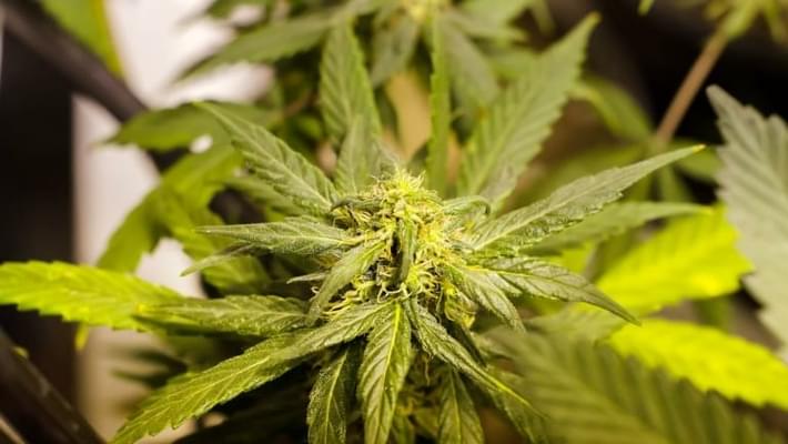 Alabama Republican legislators to urge federal government to re-schedule marijuana for medical use