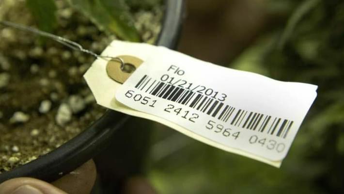 Alaska signs 5-year contract with marijuana seed-to-sale tracking company