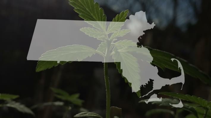 All Oregon Cannabis Must Now Be Tested For Pesticides