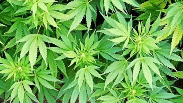 Another delay for medical marijuana dispensary