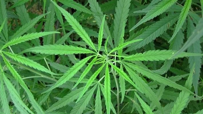 Arizona Marijuana Legalization Campaign Close to Signature Goal