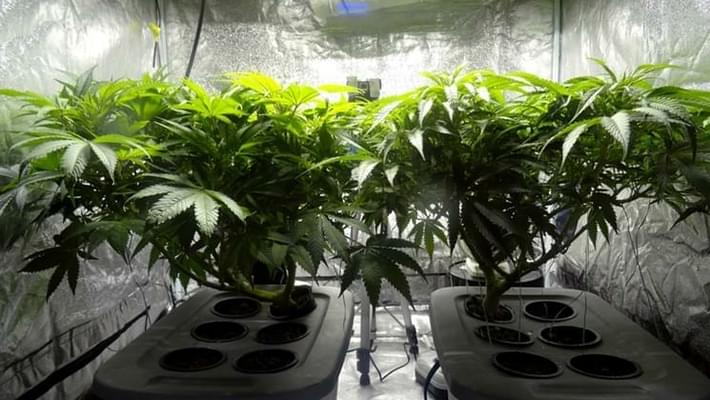 ARIZONA MARIJUANA-LEGALIZATION INITIATIVE DOESN'T LET CITIES BAN HOME CULTIVATION, CAMPAIGN INSISTS