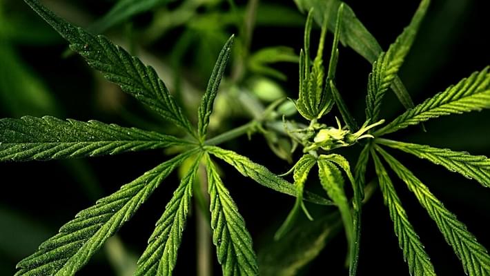Arkansas Residents Given A Loophole Into Medical Marijuana 