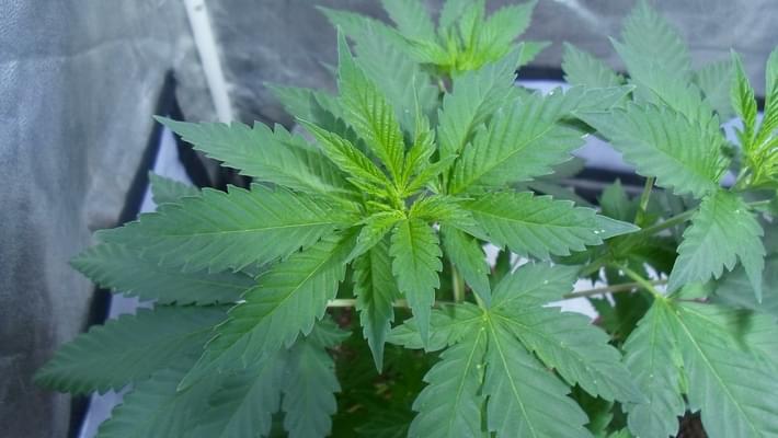 Atlanta decriminalizes marijuana