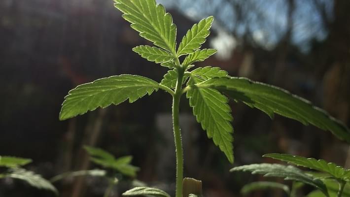 Atlanta police will no longer ask about marijuana use on applications