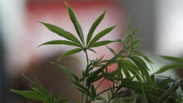 Australia is about to legalize growing marijuana nationwide