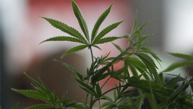 Australia To Allow Marijuana To Be Grown Locally For Medical Trials