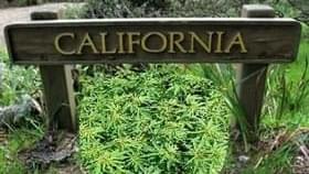 Bankrupt California city eyes marijuana for revenue