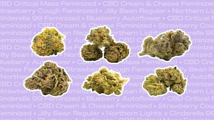 Best Cannabis Flower Products