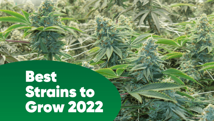 Best Strains to Grow 2022