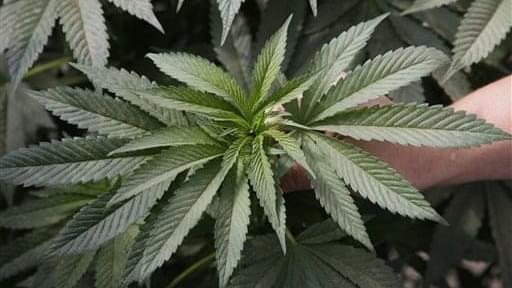 Bill would broaden medical marijuana access, expand production