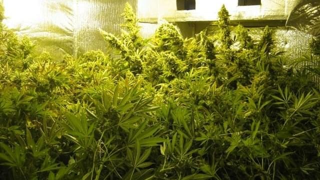 Boulder County prepares possible changes to its marijuana regulations