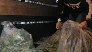 Bronx Police Make a Huge Marijuana Discovery in Apartment